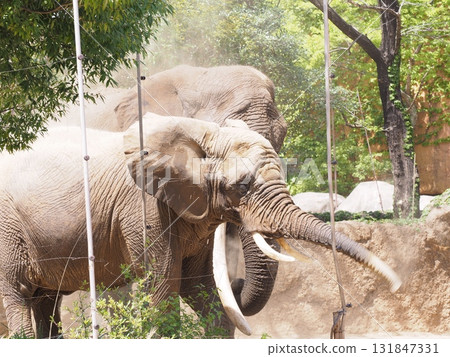 大象沙浴 131847331