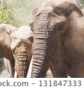 Elephant sand bathing 131847333