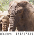 Elephant sand bathing 131847334
