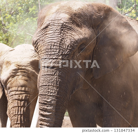 Elephant sand bathing 131847334