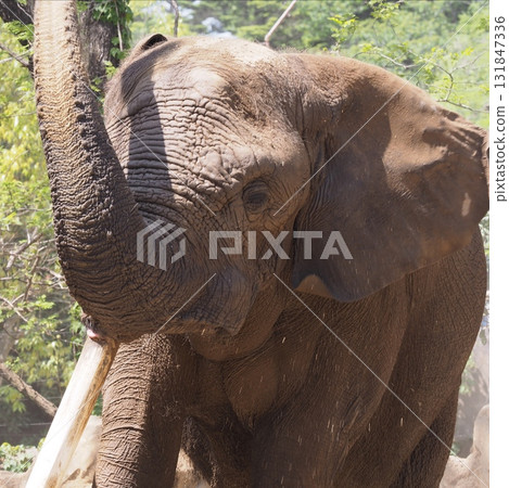 Elephant sand bathing 131847336