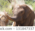 Elephant sand bathing 131847337