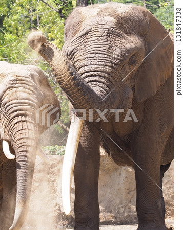 Elephant sand bathing 131847338