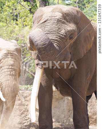 Elephant sand bathing 131847339