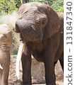 Elephant sand bathing 131847340