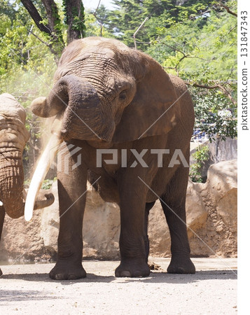 Elephant sand bathing 131847343