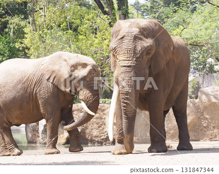 Elephant sand bathing 131847344