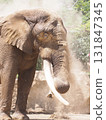 Elephant sand bathing 131847345
