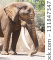 Elephant sand bathing 131847347