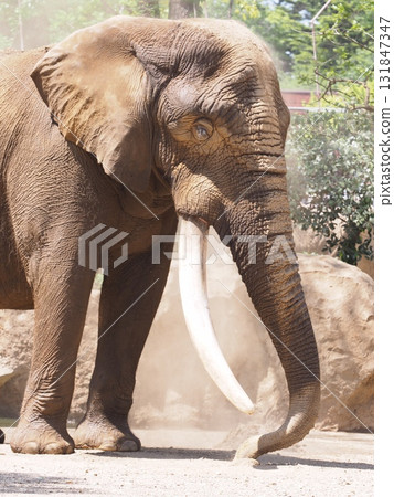 Elephant sand bathing 131847347
