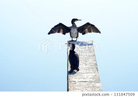 open wings cormorant on the pier 131847509