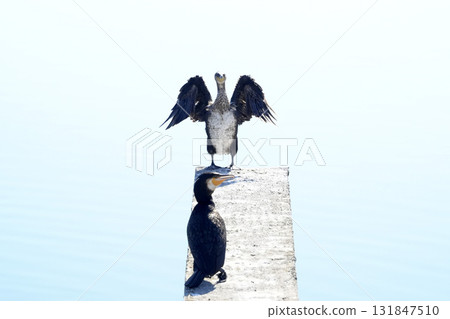 open wings cormorant on the pier open wings cormorant on the pier 131847510