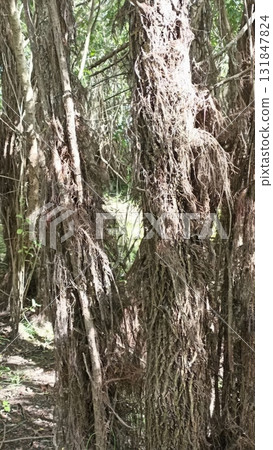 Mysterious Banyan Tree Roots Creating a Natural Wall in Lush Green Forest Landscape 131847824