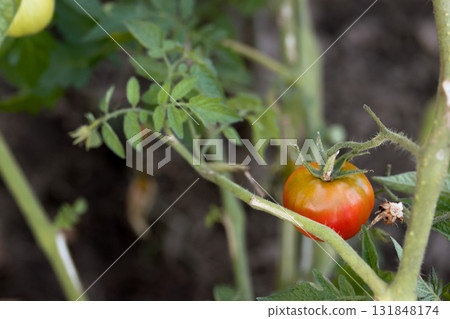 Green and red tomatoes ripening in a garden bed. 131848174