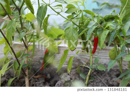 A chili pepper grows in a garden bed. Green and red peppers ripening on the bush. A raised bed. 131848181