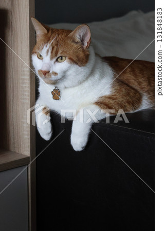 A ginger cat with white spots sits on an ottoman, with its front paws dangling. A cat paw-shaped pendant hangs on its neck. Oblique Angle. A ginger cat with white spots sits on an ottoman, with its front paws dangling. A cat paw-shaped pendant hangs on its neck. Oblique Angle. 131848183