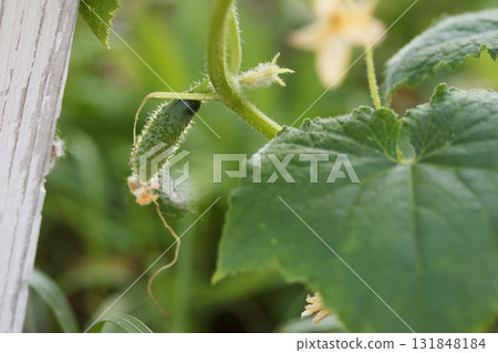 A little cucumber grows in a garden bed. A raised garden bed. 131848184