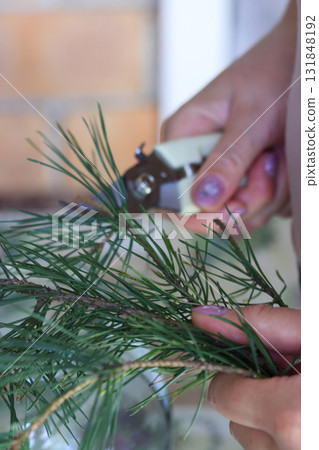 A woman cuts a pine branch with secateurs to make pine kvass and a pine tincture. A woman cuts a pine branch with secateurs to make pine kvass and a pine tincture. 131848192