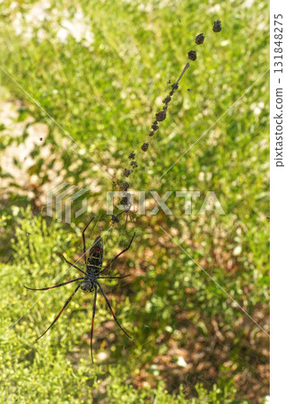 Red legged golden orb weaver spider female - Nephila inaurata madagascariensis, resting on her nest, sun over blurred bushes in background Red legged golden orb weaver spider female - Nephila inaurata madagascariensis, resting on her nest, sun over blurred bushes in background 131848275