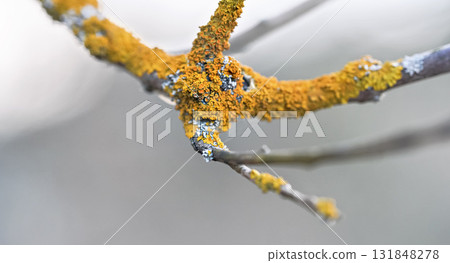 Yellow orange lichen growing on dry tree branch, closeup shallow depth of field detail Yellow orange lichen growing on dry tree branch, closeup shallow depth of field detail 131848278