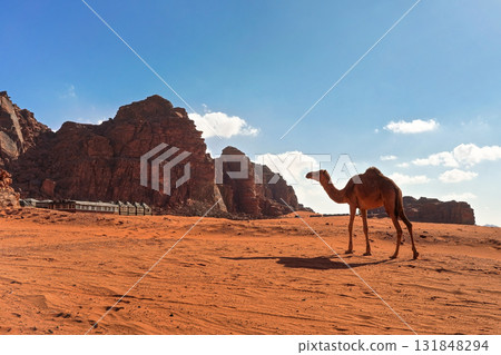 Camel walking on orange red sand of Wadi Rum desert, tent camp under mountains background 131848294