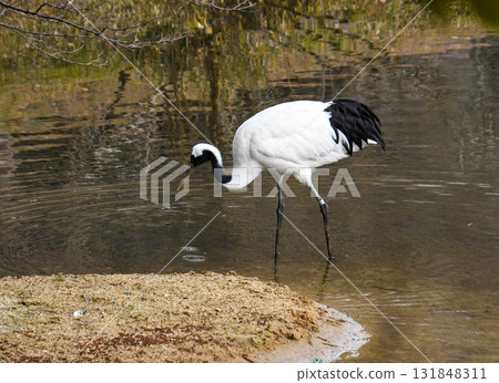 一隻丹頂鶴站在池塘里 131848311