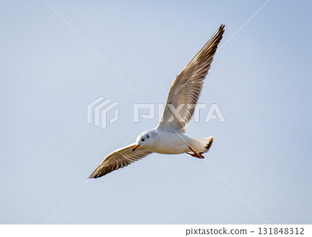 Ulysimome在天空中飛翔 131848312