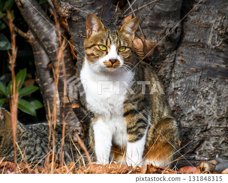 一隻貓專注地盯著我 131848315