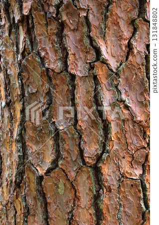 Red pine bark [Texture] 131848802