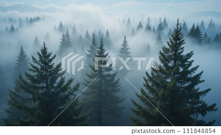 Misty Forest Landscape With Evergreen Trees Under Soft Gray Skies at Dawn 131848854