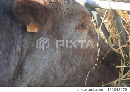 Brown cow eating hay from feeder on farm 131848976