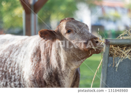 Brown spotted cow eating hay from feeder Brown spotted cow eating hay from feeder 131848980
