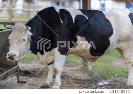 Black and white cow resting on a farm Black and white cow resting on a farm 131848983