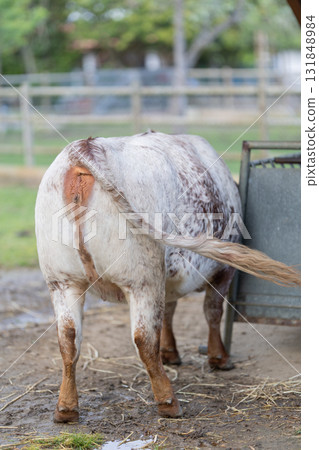 Cow standing in paddock showing speckled coat and tail Cow standing in paddock showing speckled coat and tail 131848984