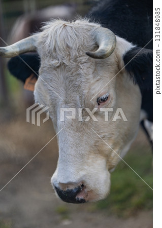 Cow head showing horns and white fur Cow head showing horns and white fur 131848985