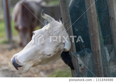 White cow peeking through farm fence net White cow peeking through farm fence net 131848986