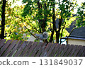 Grey Squirrel Sitting on an Urban Garden Fence Post on an Autumn Morning 131849037
