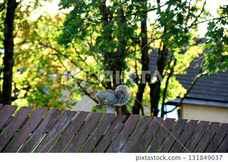 Grey Squirrel Sitting on an Urban Garden Fence Post on an Autumn Morning Grey Squirrel Sitting on an Urban Garden Fence Post on an Autumn Morning 131849037