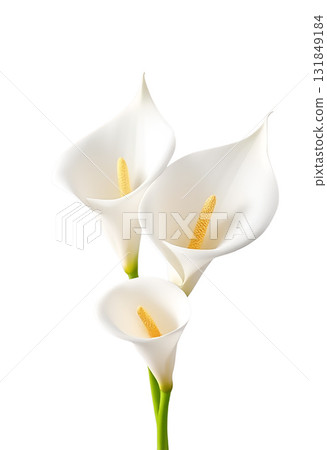 three beautiful fresh white calla arum lilies with long green stems arranged together three beautiful fresh white calla arum lilies with long green stems arranged together 131849184