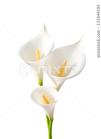 three beautiful fresh white calla arum lilies with long green stems arranged together 131849185