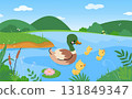Ducklings in pond. Tiny yellow duckling with mother duck swimming in lake or river. Cartoon nature landscape, countryside wildlife nowaday vector scene 131849347