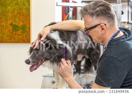 Professional groomer caring border collie dog at pet salon 131849456