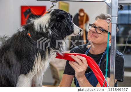 Groomer drying border collie dog at pet salon 131849457