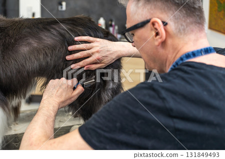 Dog groomer brushing pet fur at salon 131849493