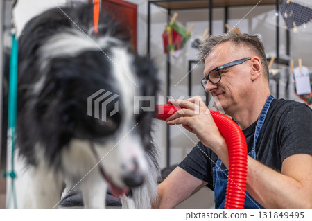 Groomer drying border collie's wet fur after bath Groomer drying border collie's wet fur after bath 131849495
