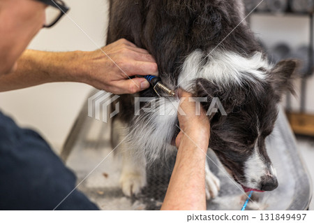 Dog groomer professional hand stripping pet coat 131849497