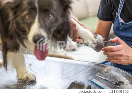 Dog groomer trimming border collie paw hair Dog groomer trimming border collie paw hair 131849502