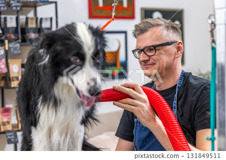 Pet groomer drying border collie dog in salon 131849511