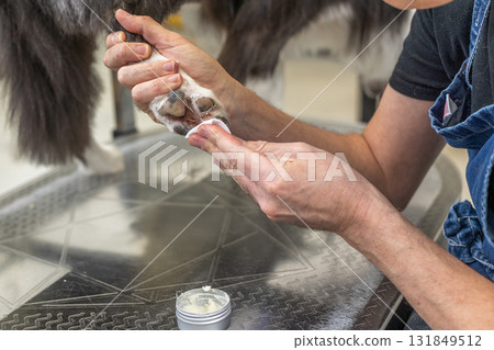 Person applying balm to dog paw for grooming care Person applying balm to dog paw for grooming care 131849512
