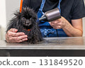 Wet pomeranian dog getting blow-dried in pet grooming salon 131849520